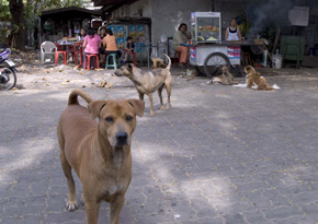 ほめられもせず、苦にもされず・・・タイの地域犬